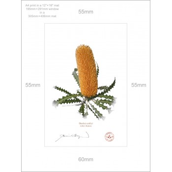 154 Ashby's Banksia (Banksia ashbyi) - A4 Print Ready to Frame With 12″ × 16″ Mat and Backing