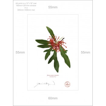 155 Firewheel Tree (Stenocarpus sinuatus) - A4 Print Ready to Frame With 12″ × 16″ Mat and Backing