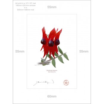 160 Sturt's Desert Pea (Swainsona formosa) - A4 Print Ready to Frame With 12″ × 16″ Mat and Backing