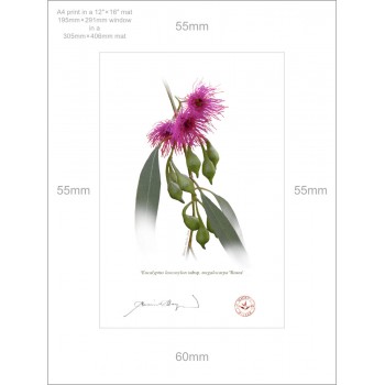 Eucalyptus 'Rosea' Cultivars Diptych - A4 Prints Ready to Frame With 12″ × 16″ Mats and Backing