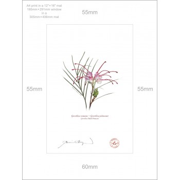 188 Grevillea 'Bulli Princess' - A4 Print Ready to Frame With 12″ × 16″ Mat and Backing