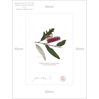 190 Grevillea 'Poorinda Royal Mantle' - A4 Print Ready to Frame With 12″ × 16″ Mat and Backing