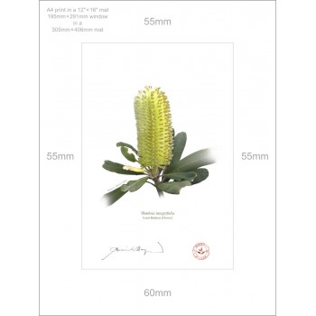 192 Coast Banksia Flower (Banksia integrifolia) - A4 Print Ready to Frame With 12″ × 16″ Mat and Backing