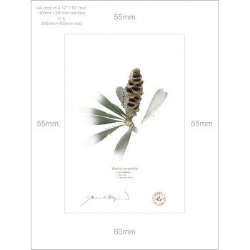 194 Coast Banksia Seed Cone and Leaf (Banksia integrifolia) - A4 Print Ready to Frame With 12″ × 16″ Mat and Backing