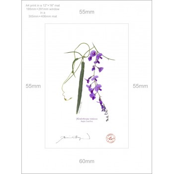 203 Hardenbergia violacea - A4 Print Ready to Frame With 12″ × 16″ Mat and Backing