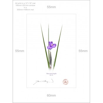204 Day Iris (Patersonia fragilis) - A4 Print Ready to Frame With 12″ × 16″ Mat and Backing