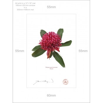 205 Waratah (Telopea speciosissima) - A4 Print Ready to Frame With 12″ × 16″ Mat and Backing