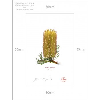 Banksia Flower Collection 1 Triptych - A4 Prints Ready to Frame With 12″ × 16″ Mats and Backing