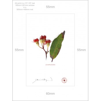224 Corymbia ficifolia - A4 Print Ready to Frame With 12″ × 16″ Mat and Backing