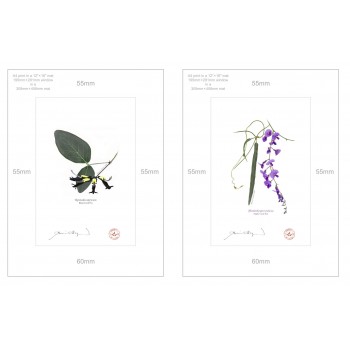 Two Coral Peas Diptych - A4 Prints Ready to Frame With 12″ × 16″ Mats and Backing