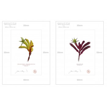 Kangaroo Paw (Anigozanthos) Diptych - A4 Prints Ready to Frame With 12″ × 16″ Mats and Backing