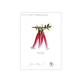 060 Native Fuchsia (Epacris longiflora) - 5″ × 7″ Flat Print, No Mat