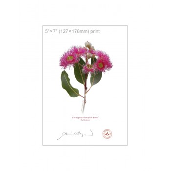 Eucalyptus 'Rosea' Cultivars Diptych - 5″ × 7″ Flat Prints, No Mats