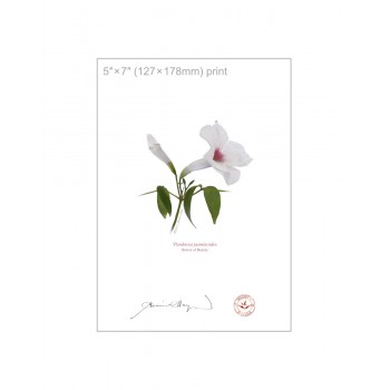 123 Pandorea jasminoides - 5″ × 7″ Flat Print, No Mat