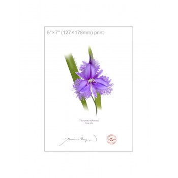 163 Fringe Lily (Thysanotus tuberosus) - 5″ × 7″ Flat Print, No Mat