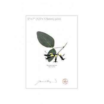 Kennedia species Diptych - 5″ × 7″ Flat Prints, No Mats