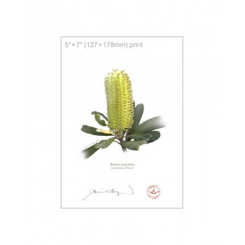 192 Coast Banksia Flower (Banksia integrifolia) - 5″ × 7″ Flat Print, No Mat