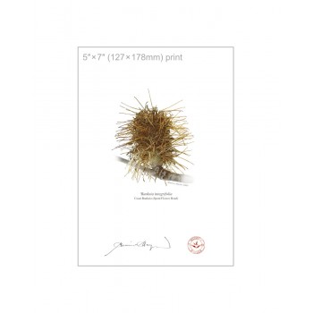 193 Spent Coast Banksia Flower (Banksia integrifolia) - 5″ × 7″ Flat Print, No Mat