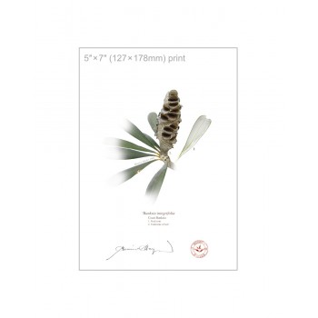 194 Coast Banksia Seed Cone and Leaf (Banksia integrifolia) - 5″ × 7″ Flat Print, No Mat