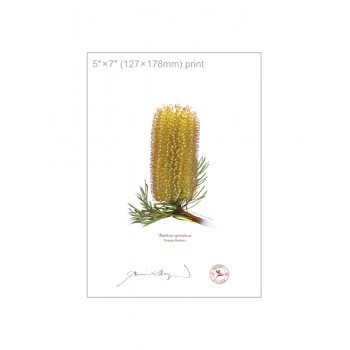 223 Hairpin Banksia (Banksia spinulosa) - 5″ × 7″ Flat Print, No Mat