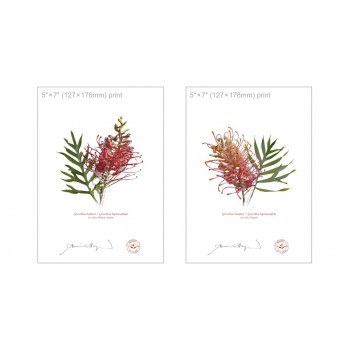 Grevillea Collection 1 Diptych - 5″ × 7″ Flat Prints, No Mats