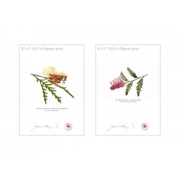 Grevillea Collection 2 Diptych - 5″ × 7″ Flat Prints, No Mats