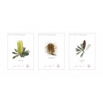 Life of a Banksia Flower Triptych - 5″ × 7″ Flat Prints, No Mats