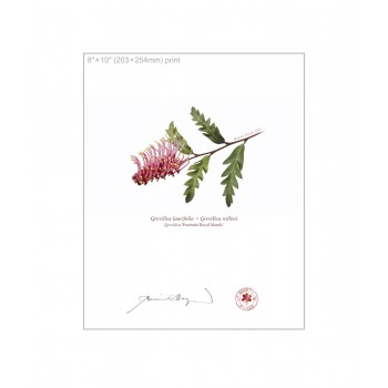 Grevillea Collection 2 Diptych - 8″ × 10″ Flat Prints, No Mats