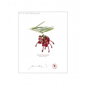 041 Rosemary Grevillea (Grevillea rosmarinifolia) - 8″ × 10″ Flat Print, No Mat