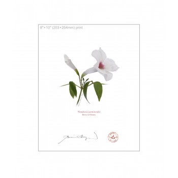 123 Pandorea jasminoides - 8″ × 10″ Flat Print, No Mat
