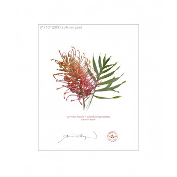 Grevillea Collection 1 Diptych - 8″ × 10″ Flat Prints, No Mats