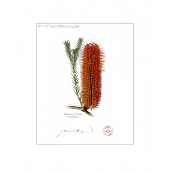 148 Heath Banksia (Banksia ericifolia) - 8″ × 10″ Flat Print, No Mat