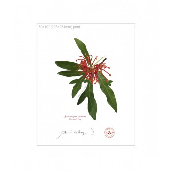 155 Firewheel Tree (Stenocarpus sinuatus) - 8″ × 10″ Flat Print, No Mat