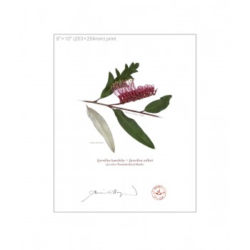 Grevillea 'Poorinda Royal Mantle' Diptych - 8″ × 10″ Flat Prints, No Mats