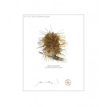 193 Spent Coast Banksia Flower (Banksia integrifolia) - 8″ × 10″ Flat Print, No Mat