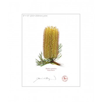 223 Hairpin Banksia (Banksia spinulosa) - 8″ × 10″ Flat Print, No Mat