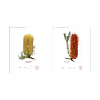 Banksia Flower Collection 3 Diptych - 8″ × 10″ Flat Prints, No Mats