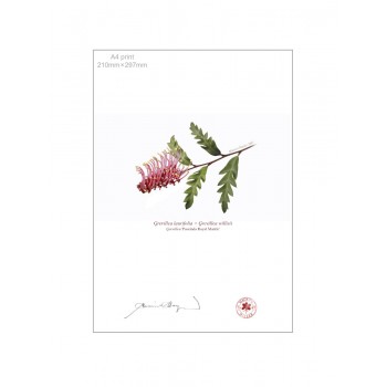 Grevillea Collection 2 Diptych - A4 Flat Prints, No Mats
