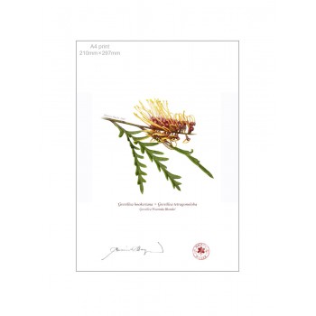 Grevillea Collection 2 Diptych - A4 Flat Prints, No Mats