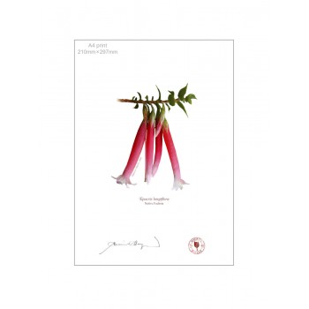 060 Native Fuchsia (Epacris longiflora) - A4 Flat Print, No Mat