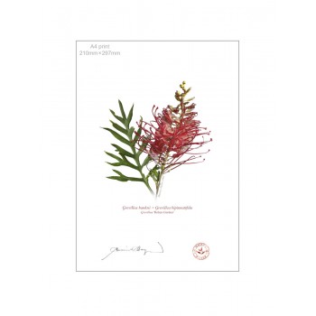 Grevillea Collection 1 Diptych - A4 Flat Prints, No Mats