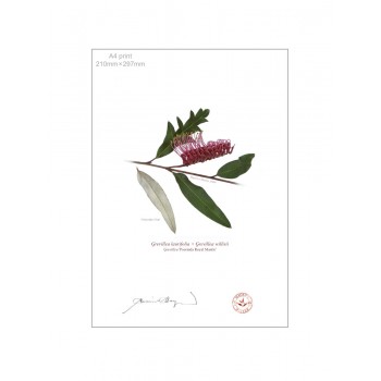 Grevillea 'Poorinda Royal Mantle' Diptych - A4 Flat Prints, No Mats