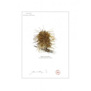193 Spent Coast Banksia Flower (Banksia integrifolia) - A4 Flat Print, No Mat