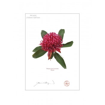 205 Waratah (Telopea speciosissima) - A4 Flat Print, No Mat