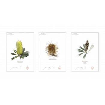 Life of a Banksia Flower Triptych - A4 Flat Prints, No Mats